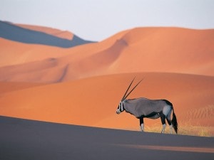 Oryx Antelope - kopija
