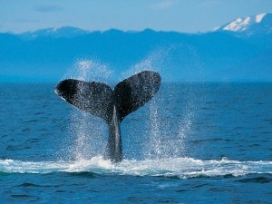 Humpback Whale - kopija